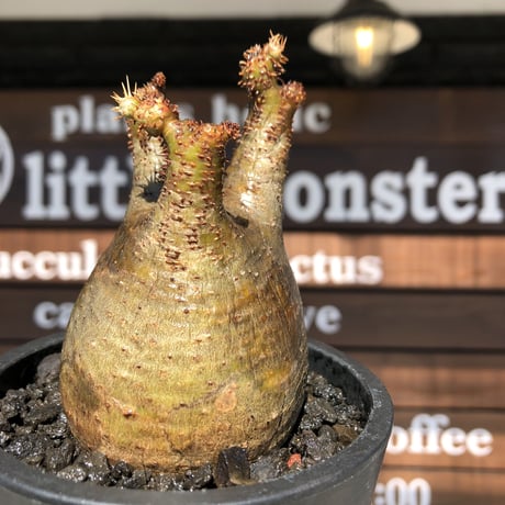 pachypodium gracilius《大きめS size》balance美株※現地球発根済株※店主国内管理2年株※短枝の上、大変balance良き良樹形株※mad black pot植え