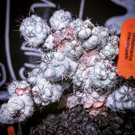 ortegocactus   macdougallii