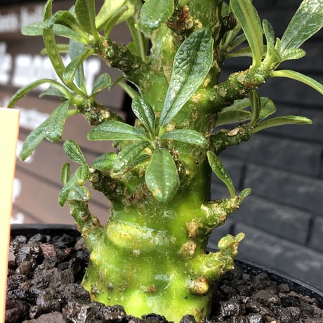 希少‼︎dorstenia gigas《小さめL  size》littmon  seed🌱9年株※極太ぼってり株元に良枝振りなリトモン渾身の一株※mad black pot植え