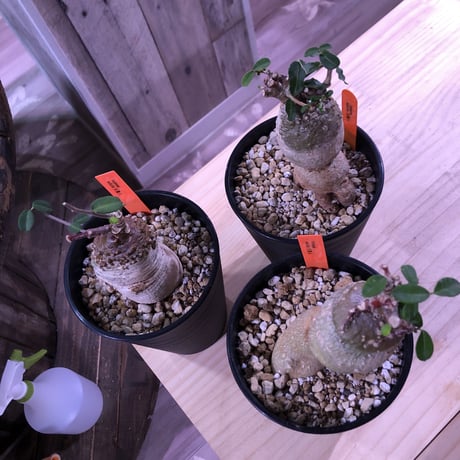 fockea   edulis  火星人