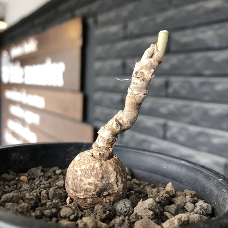 monadenium capitatum《M size 》希少種※現地球株発根済※球体感強く可愛い肌カラーな一株※mad black pot植え