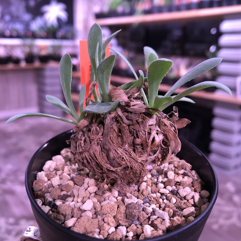 ユーフォルビア　オトンナ　レトロルサ　大株 ユーフォルビアオトンナレトロルサ大株