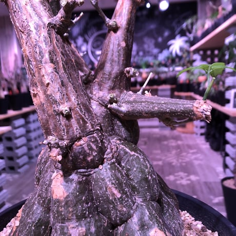 momordica  rostrata《L L size》※株元も太く‼︎枝も木質化した樹形の上、ヤバイ程bigなロストラータ希少monster株‼︎※浅鉢植え