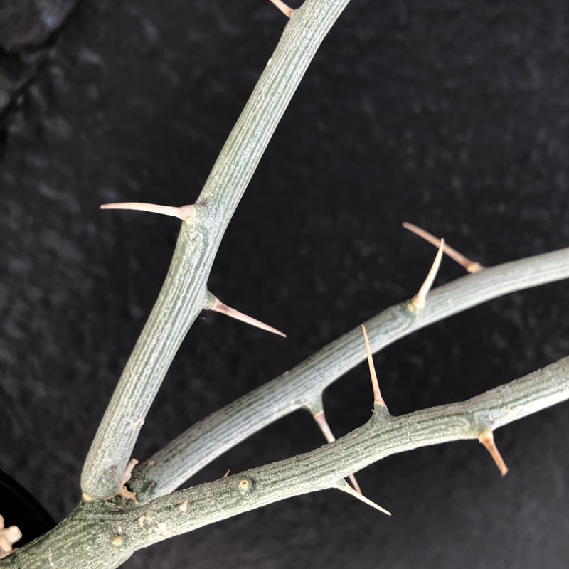 G*r様 A0504 超希少 アデニア バリー 現地球 G*r様 A0504 超希少 アデニア バリー 現地球