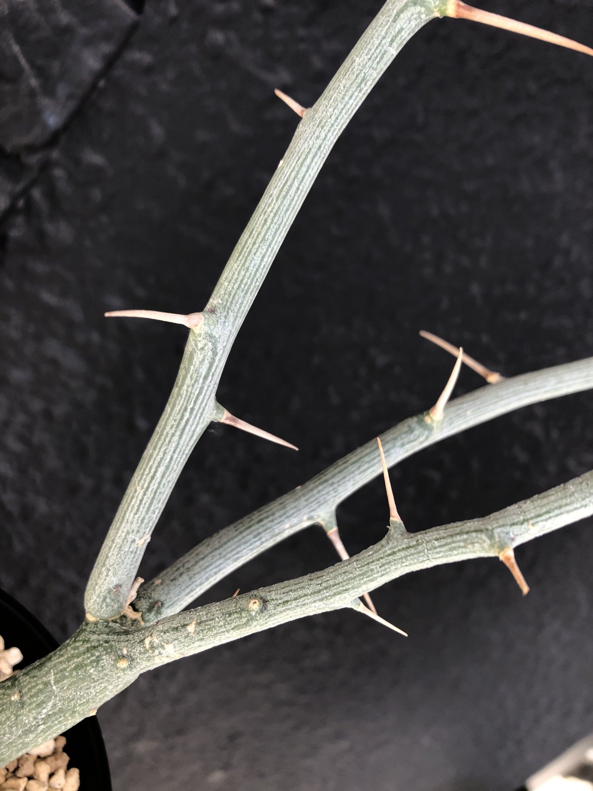 adenia ballyi《M size》※極めて流通のないソマリア激希少株バリー