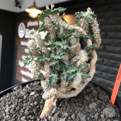 euphorbia tulearensis《 LL size》大株※現地球発根後店主国内管理4年株※驚愕‼︎希少性激高塊根ユーフォルビア‼︎big塊根&半端なき枝振り※shallow pot植え