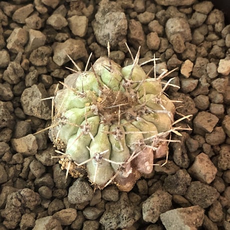 copiapoa  cinerea  var.columna-alba 白棘孤竜丸《S size》激希少※現地球株カキ仔自根株※良きDNAを継承‼︎白き孤竜丸※mad black pot植え