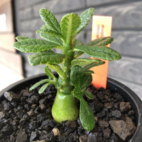 希少‼︎ dorstenia gigas《S size》littmon  seed🌱（実生株）※大変枝振り含め将来へ高期待できる激選抜株‼︎ ※mad black pot植え