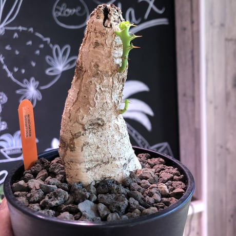 euphorbia    squarrosa《M  size》なんともかわいい奴