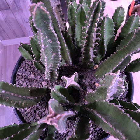 stapelia《XL size》