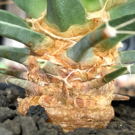 leuchtenbergia principis 晃山《L size》※現地球大株カキ仔発根済※どっしり構えの極太株‼︎育ちと共により味深くなり強靭で育てやすい一属一種※black pot植え