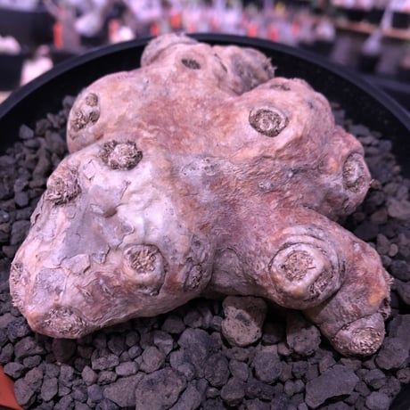 packypodium  brevicaule恵比寿笑い《M size》※現地球発根済株※店主国内管理4年株※個体差として珍しく赤肌をもつ恵比寿笑い※mad black pot植え