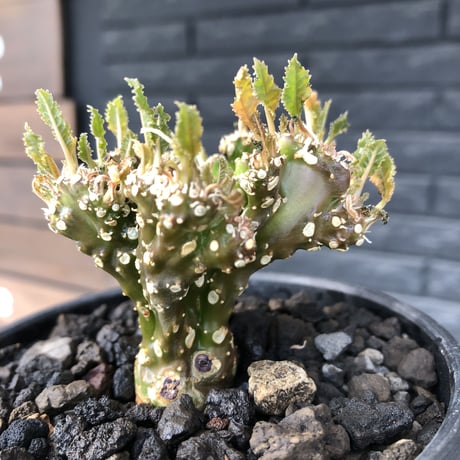 dorstenia  cristata 希少綴化株《L size》※ワイルドに躍動した装いに良き枝振りの一株※mad black bowl pot植え