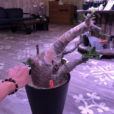 packypodium  saundersii《XXL  size》