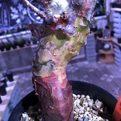 commiphora   orbicularis《 M  size》発根済み株！剪定済み‼︎※balance良きコミフォラ希少種‼︎赤肌オルビクラリス‼︎※激オススメ株‼︎※限定2株‼︎