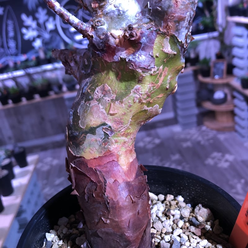 commiphora orbicularis《 M size》発根済み株！剪定済み‼︎※