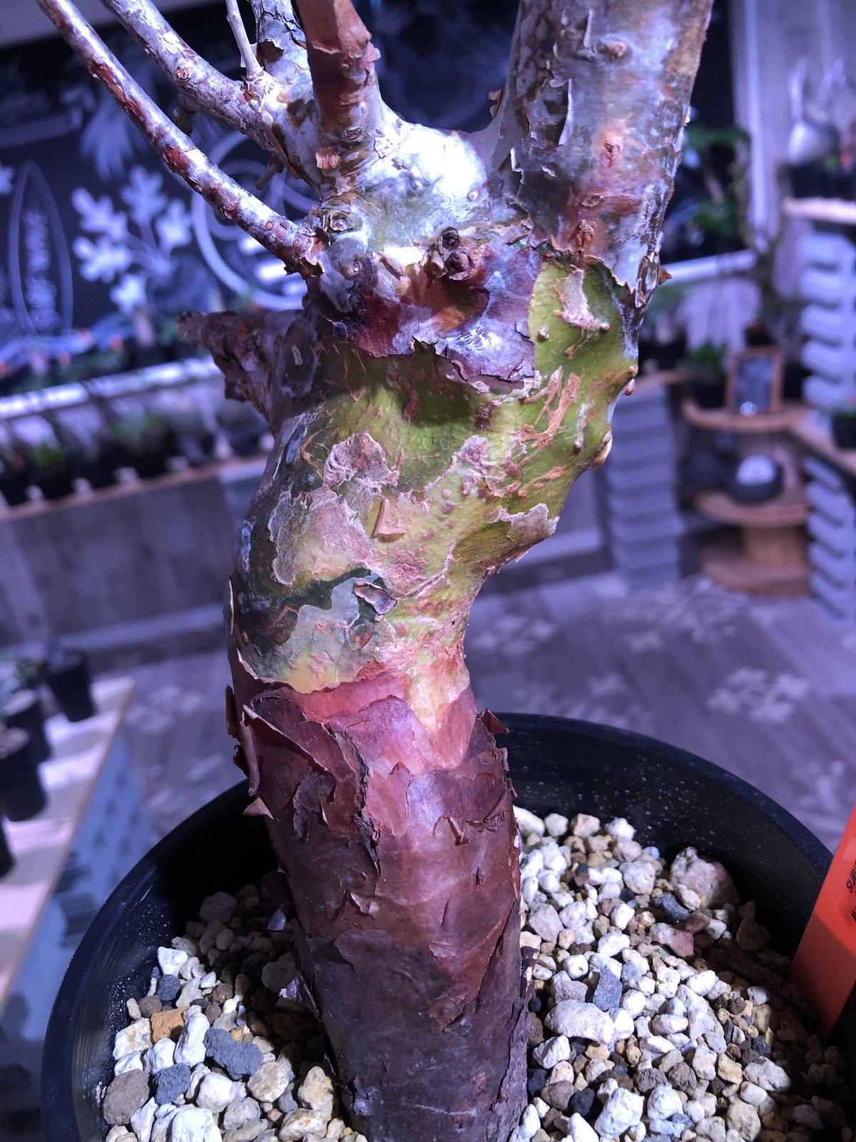 commiphora orbicularis《 M size》発根済み株！剪定済み‼︎※