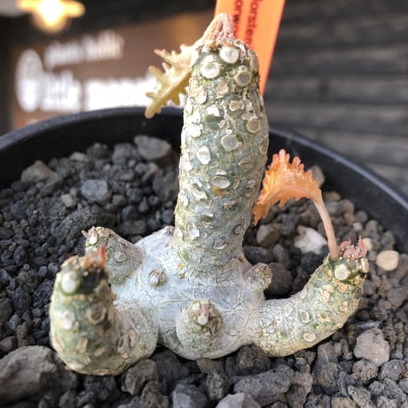 希少‼︎dorstenia  horwoodii《大きめM size》※現地球株発根済※極白肌&weight低きぼってり株元に良枝振りが堪らない※black bowl pot植え