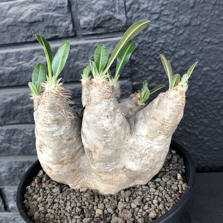 packypodium  eburneum《大きめL  size》※現地球発根済株※wild過ぎる肌質とmonster級の特化した樹形に興奮‼︎※浅鉢植え