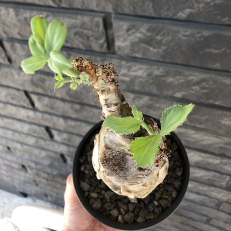 cyphostemma betiforme《 L size》※現地球発根後店主国内管理10年株※希少‼︎太く特化したボコボコ樹形でインテリア性高く今や流通極少な大株となり渾身の一株※鉄鉢植え