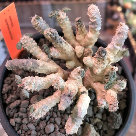 euphorbia suzannae marnierae《M size》激希少‼︎※オフホワイト肌の美しすぎる奇跡のロゼット株‼︎※mad black bowl pot植え