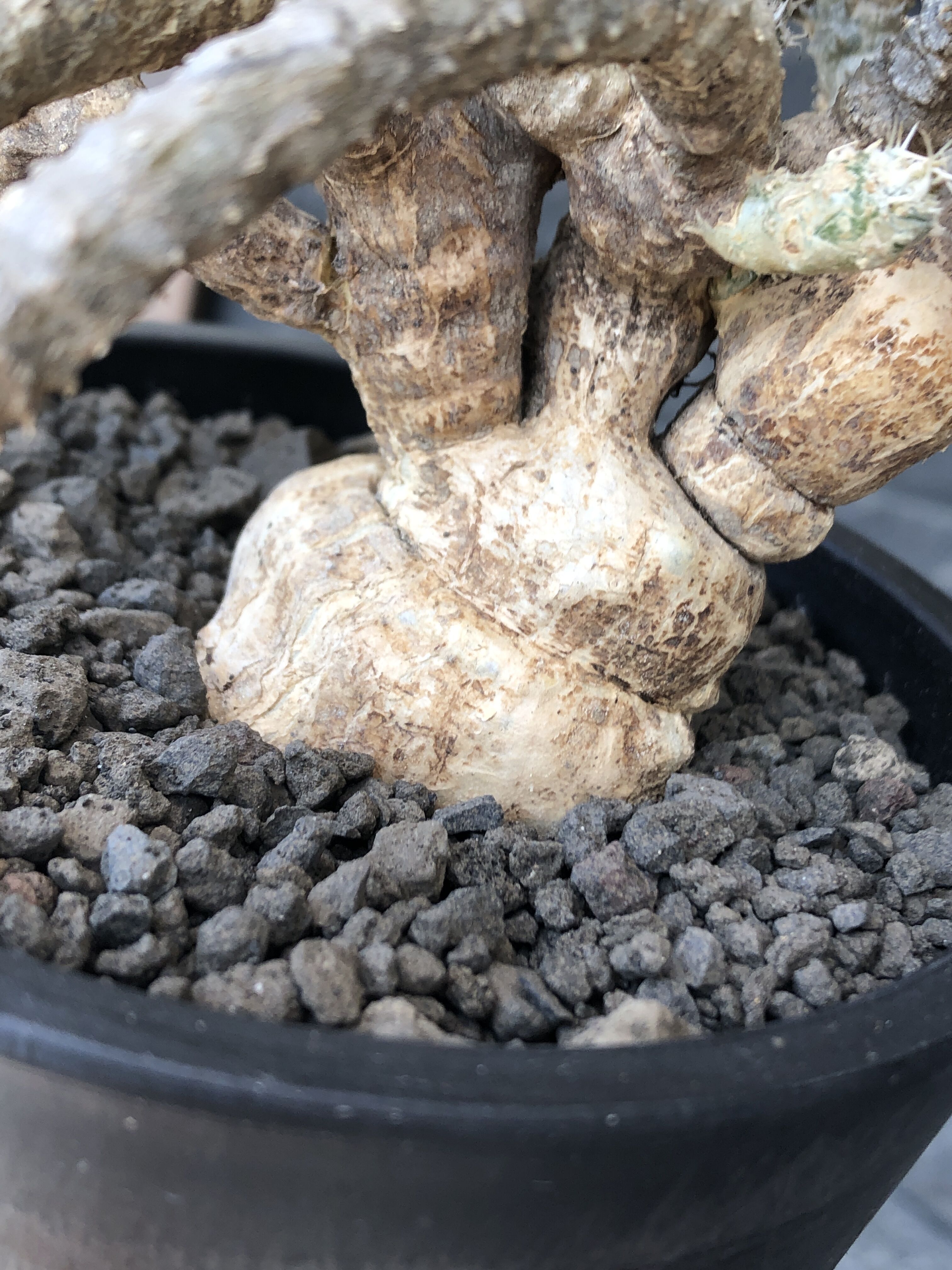 Euphorbia tulearensis 塊根植物 ユーフォルビア euphorbia tulearensis《 LL size》※現地球発根後店主国内管理5年株