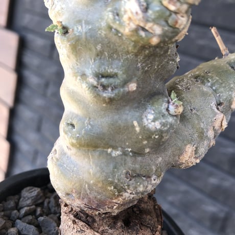 pelargonium carnosum《L size》極太幹&エグレ株※現地球発根後店主国内管理6年株※極太幹且つボコボコ感が大変wildな冬型種‼︎※mad black pot植え