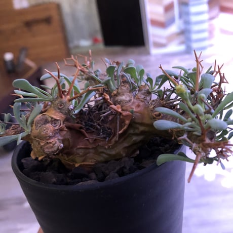 othonna   euphorbioides《M  size》大変良い枝ぶり株