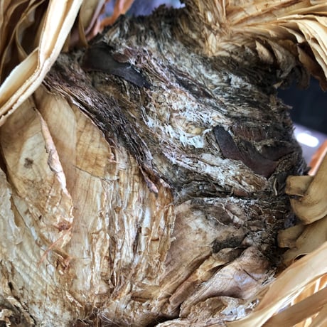 boophane disticha  《L size》※現地球株発根済※驚愕‼︎バランス良き大株且つとびきり球体株※black bowl pot植え