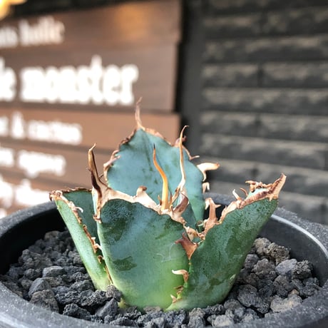 agave titanota  白鯨陽炎type《S size》※現地球株発根済 ②※唸り良き鋸歯に幅広肉厚タイプ※black pot植え