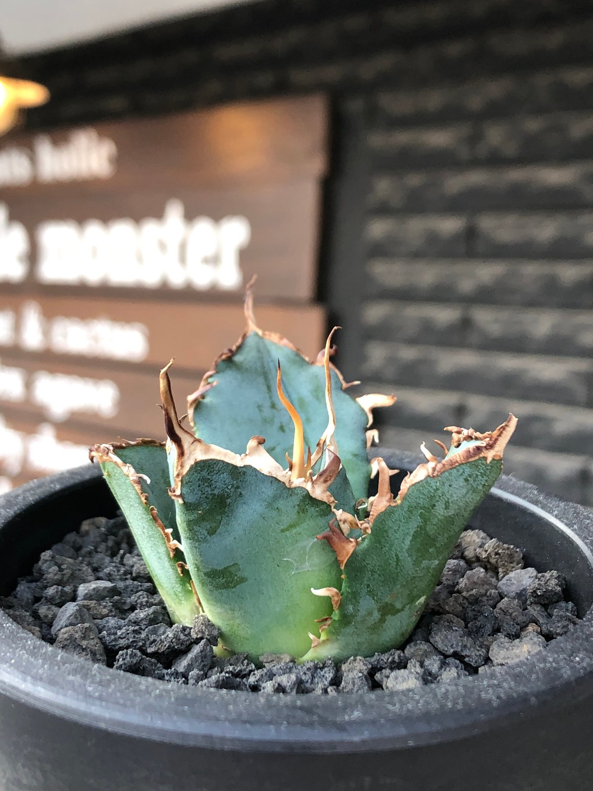 アガベ チタノタ'白鯨陽炎' agave titanota 白鯨陽炎type《S size》※発根済株②※唸り良き鋸歯に幅
