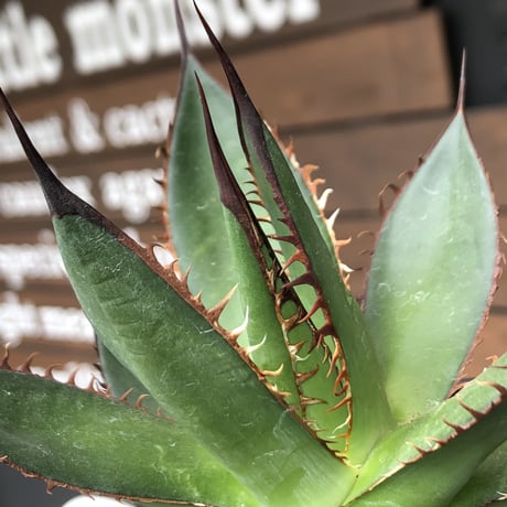 agave  horrida《大きめM size》※現地球発根後店主国内管理2年株※締まり良きbest sizeなホリダ※mad black bowl pot植え