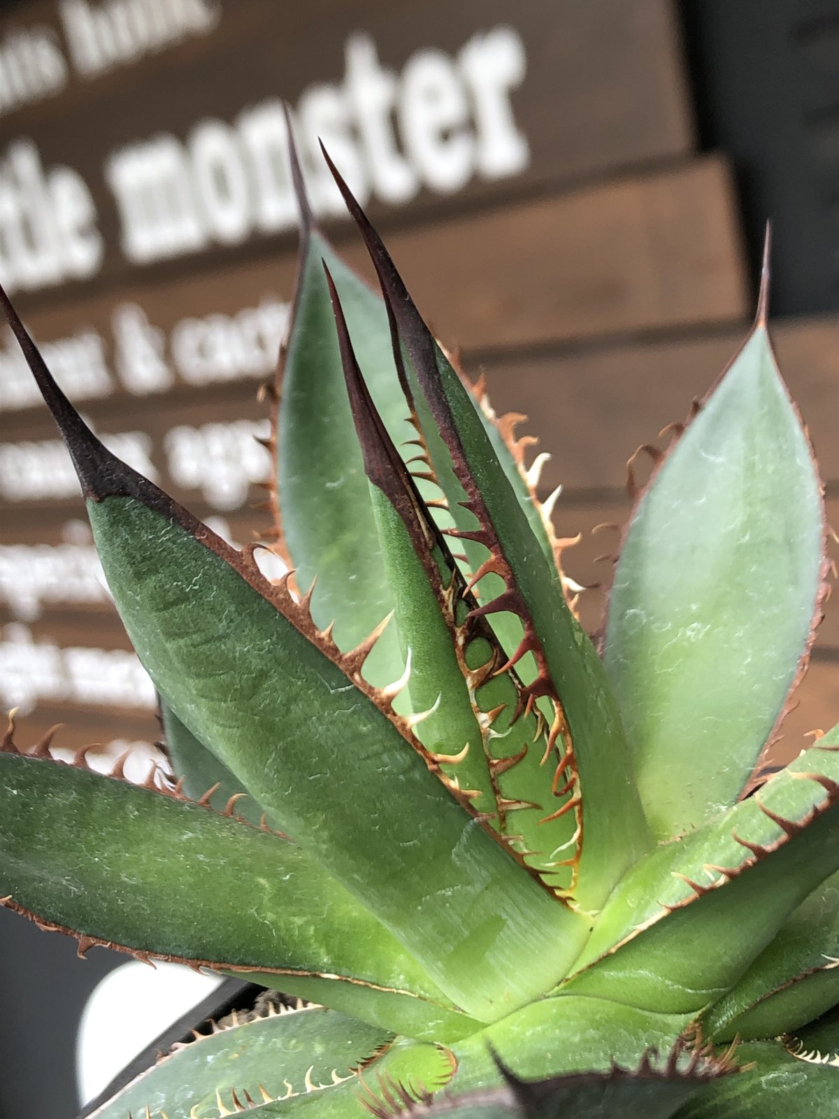 agave horrida《大きめM size》※現地球発根後店主国内管理2年株※締まり