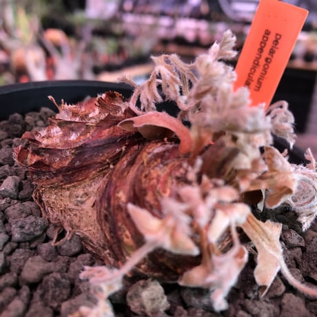 pelargonium  appendiclatum《M size》※店主個人株‼︎現地球発根済株※実生株しかまず出回る事のない激希少‼︎更にW-he'd‼︎🤩※mad black pot植え