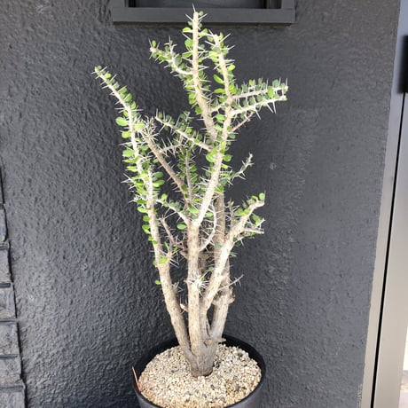 alluaudia    comosa《XL size》