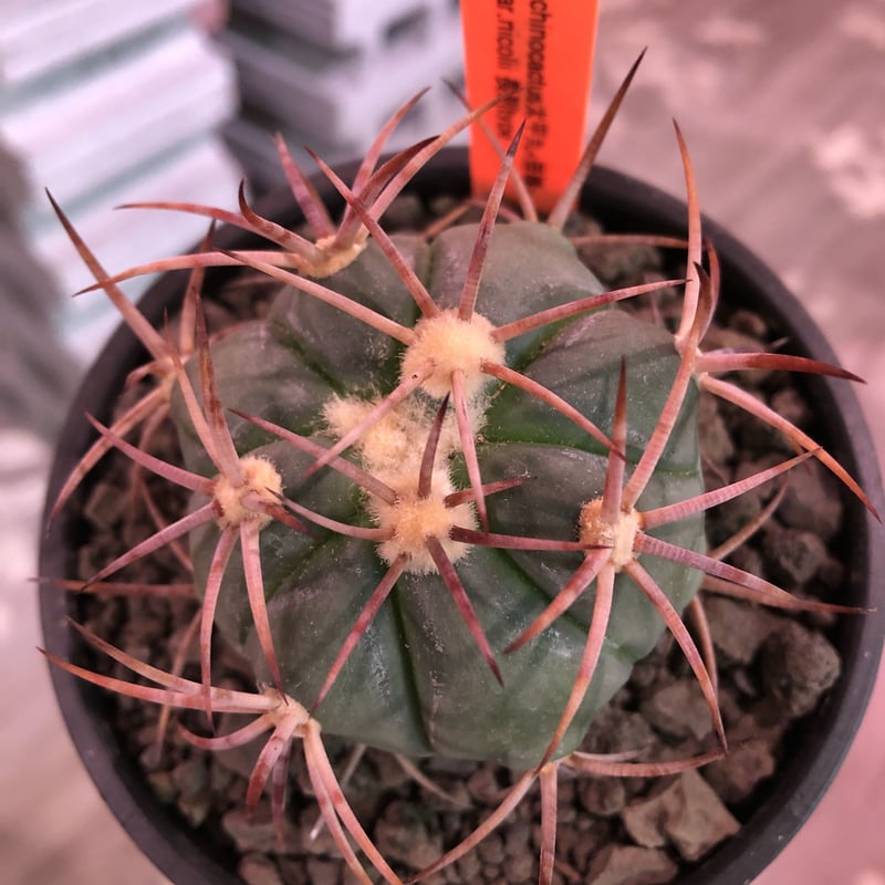 echinocactus 太平丸 var.強刺nicolii《大きめM size》※現地実生発