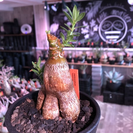 packypodium bispinosum 《M size》※現地球発根済株※小振りでも株元がwildな丁度良きサイズ感‼︎※mad black pot植え