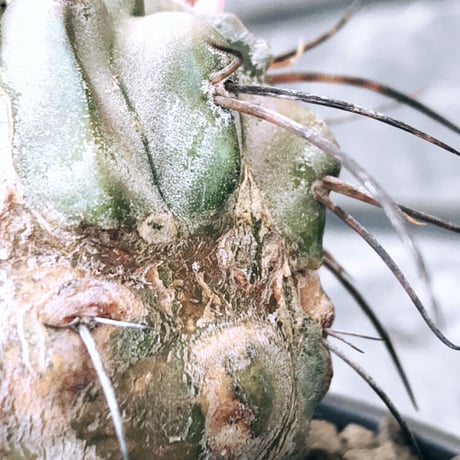 copiapoa cinerea ver.dealbata《M size》※現地球発根後店主国内管理8年株※上質黒士冠‼︎長い黒棘にwild肌質が堪らない※mad black bowl pot植え
