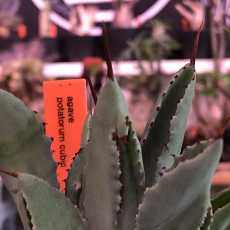 agave   cubic《大きめS  size》※発根済株※店主国内管理2年株※大変葉の締った極美株‼︎balanceも良き装い※mad black pot植え