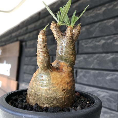 pachypodium gracilius《大きめS size》希少‼︎green肌＆現地焼け肌※現地球発根後店主国内管理2年株※かわいい樹形に荒々しい現地焼けも魅力※mad black pot植え