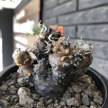 othonna  euphorbioides《M size》※現地球発根後店主国内管理3年株※compactに纏まり良き低重心weight低き選抜株‼︎※mad black pot植え