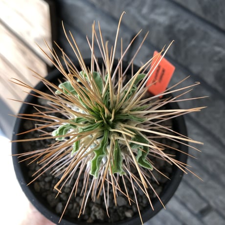 pachypodium  namaquanum 光堂《L size》littmon seed🌱※激希少‼︎ぼってり大きめ光堂‼︎時間かけ大切に育てた渾身の一株※mad  black pot植え