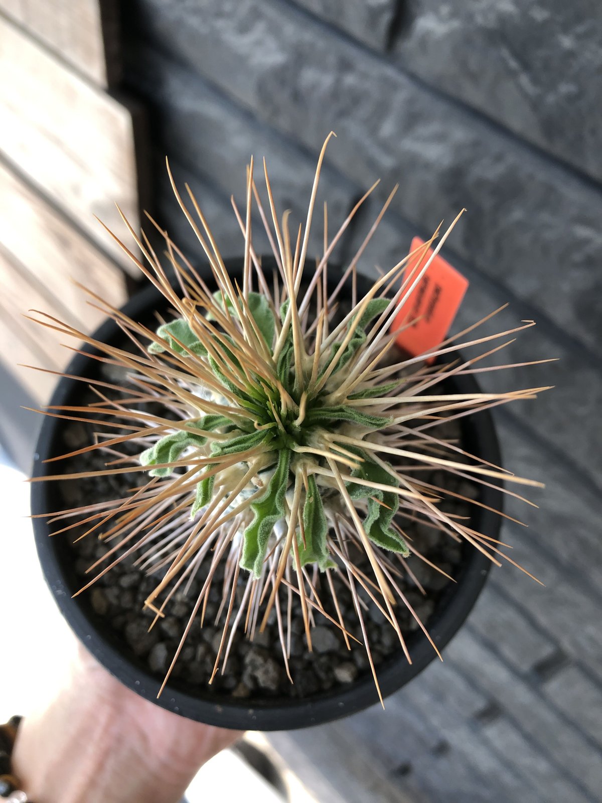 pachypodium namaquanum 光堂《L size》littmon seed🌱 pachypodium namaquanum 光堂《L size》littmon seed🌱