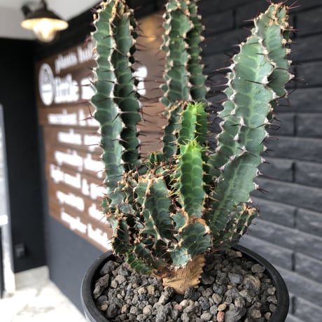 euphorbia  tortirama《L size》※極上株‼︎極太多肉質葉をwildに捻りながら展開‼︎寒さにも強い強靭トルチラマ‼︎花付きも良く激オススメ株※mad black pot植え