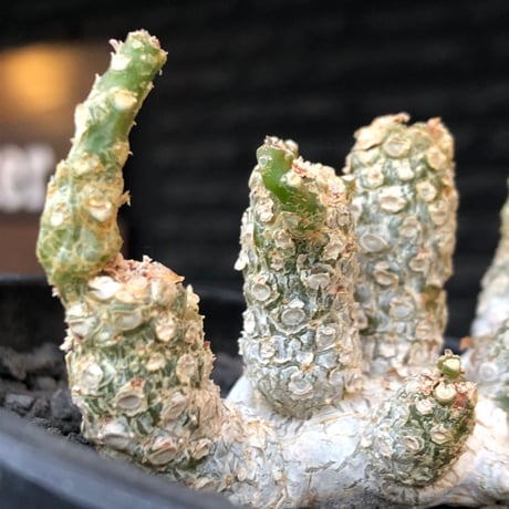 dorstenia  horwoodii《LL size》※現地球株発根済※古き良き味深い極白肌&低重心ぷっくり株元も堪らない渾身の一株‼︎※black bowl pot植え