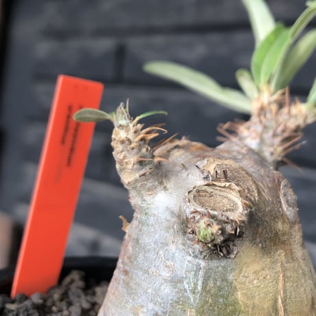 pachypodium gracilius《大きめS size》※現地球発根後店主国内管理3年株※極短枝且つ特化したプリンカラーが堪らない一株※mad black pot植え