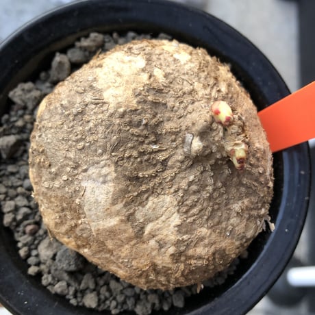 adenia ovata《L size》激希少種※現地球発根後店主国内管理7年株※恐竜の🥚卵かの如く‼︎味深き装いの希少種※信楽陶器鉢植え