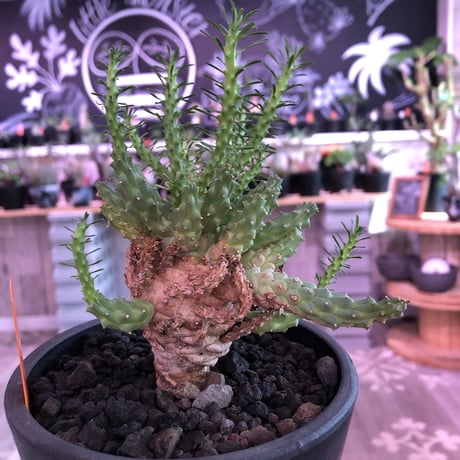 euphorbia  ramiglans《L size》※タコものらしい装い‼︎下部から木質化しwild株‼︎※mad black pot植え