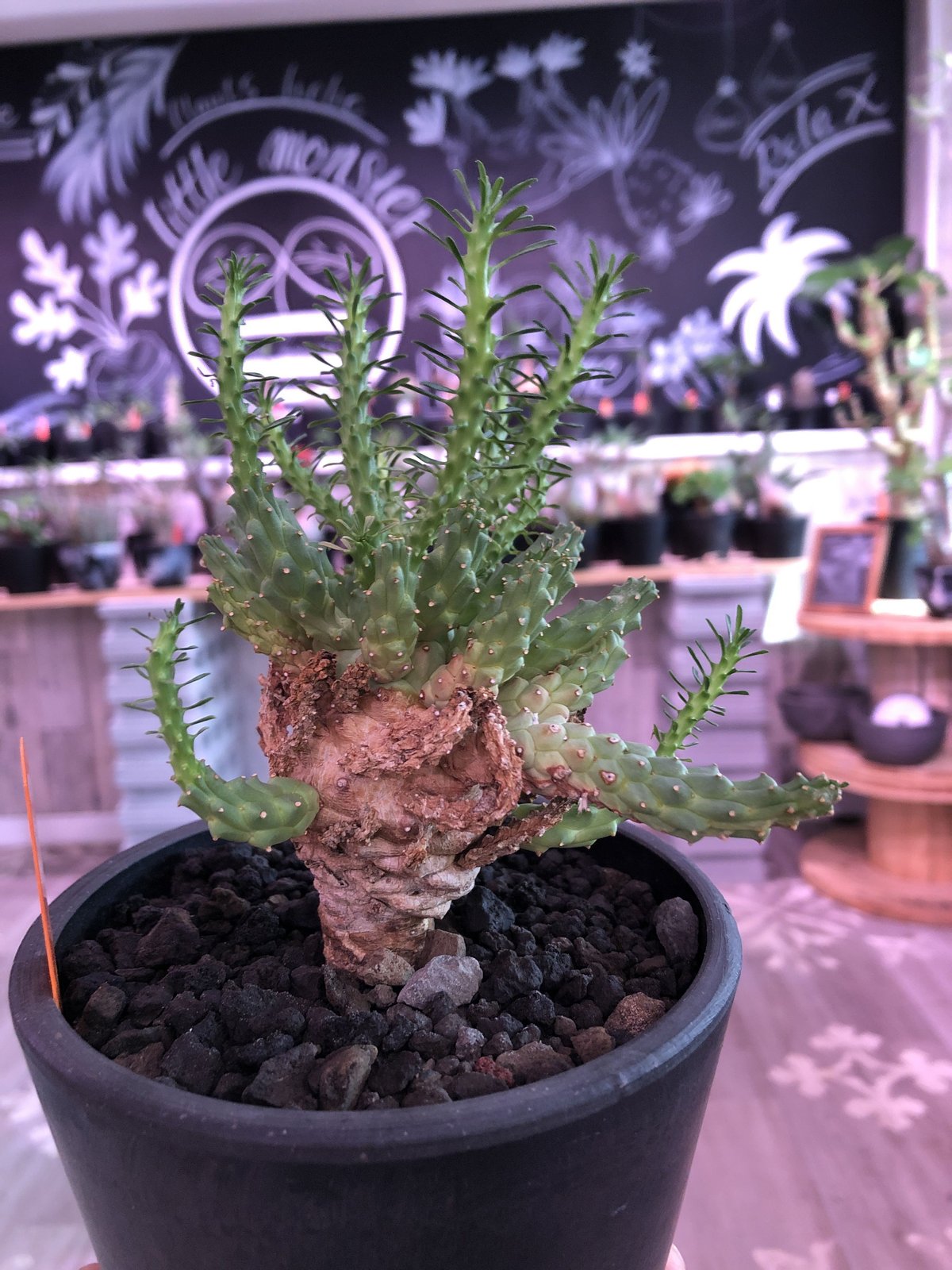 euphorbia ramiglans《L size》※タコものらしい装い‼︎下部から木質化