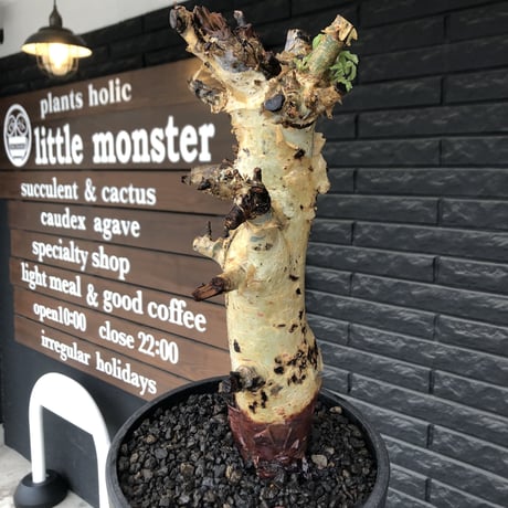 commiphora  holtziana《LL size》※現地球発根後店主国内管理3年株※weight低め且つ極太幹も味深くカッコいい一株※mad black bowl pot植え